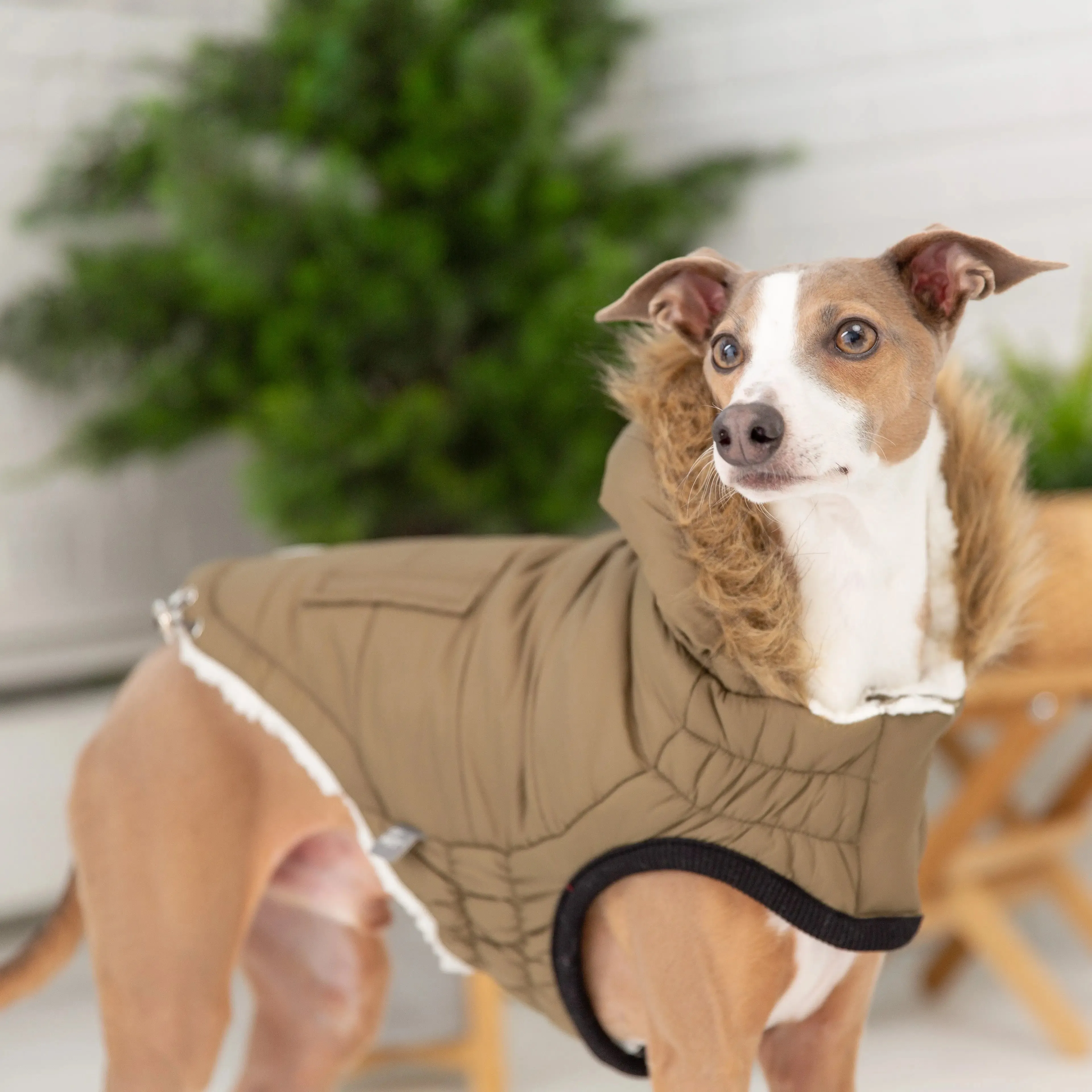 Urban Dog Parka | Khaki