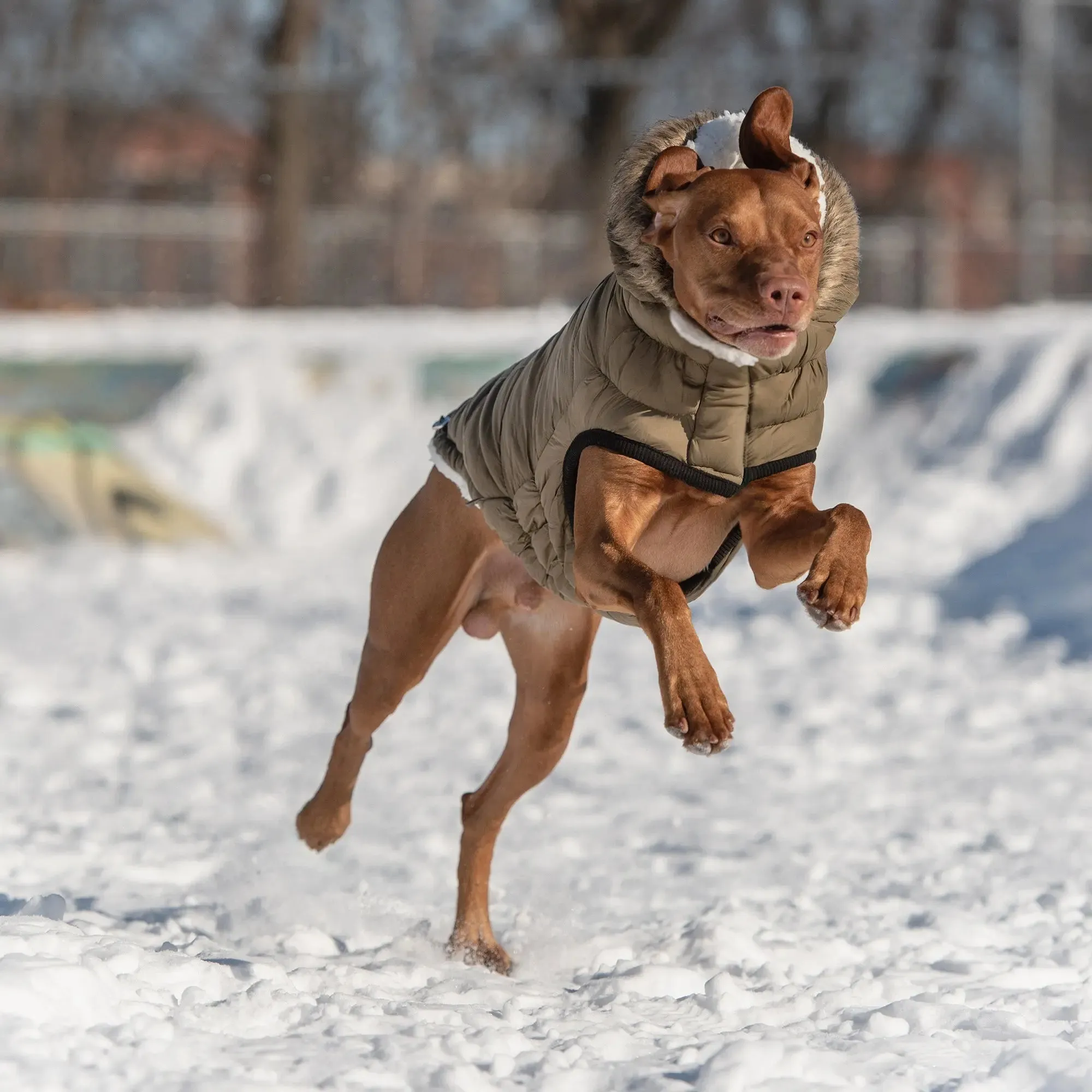 Urban Dog Parka | Khaki
